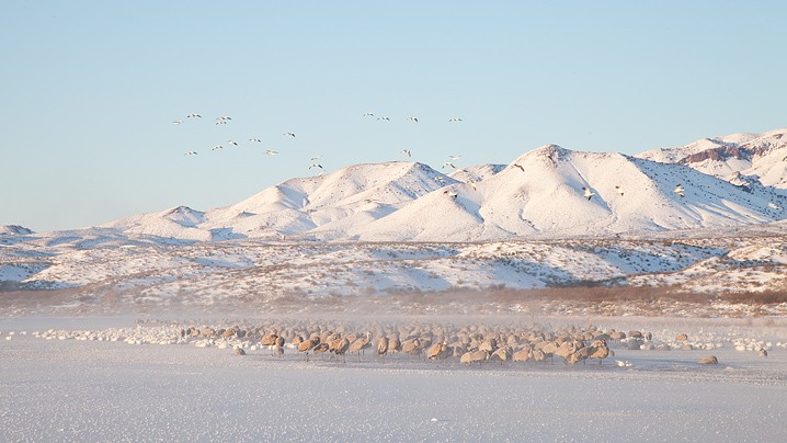 Kanadakranich Grus canadensis Sandhill Crane, Schneegans Anser caerulescens Snow Goose, Landschaft, Schnee, Berge